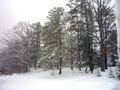 Winter woods.jpg