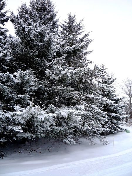 File:Pines in the snow - Dec 2009.jpg