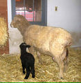Sheep Apr 2009.jpg